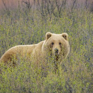 America the Beautiful: un'immagine della serie