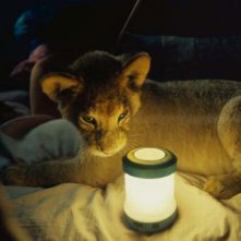 King - Un cucciolo da salvare: una scena del film