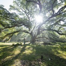 La ragazza della palude: un'immagine del film