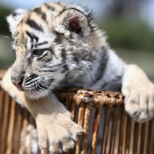Il ragazzo e la tigre: una foto del cucciolo di tigre