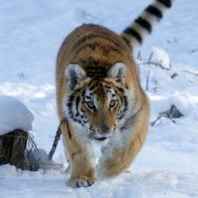 Il ragazzo e la tigre: la tigre in una scena del film
