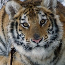 Il ragazzo e la tigre: un primo piano del coprotagonista felino