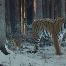 Il ragazzo e la tigre: la tigre con i suoi cuccioli in una scena del film