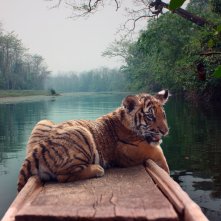 Il ragazzo e la tigre: una scena