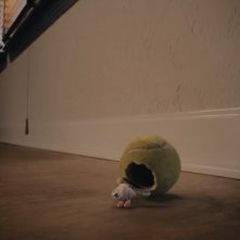 Marcel the Shell with the Shoes On: una scena del film