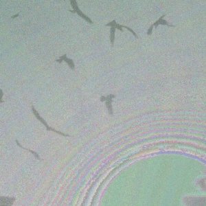 All That Breathes: una scena