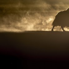 La pantera delle nevi: un'immagine