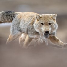 La pantera delle nevi: un momento del film