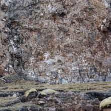 La pantera delle nevi: un'inquadratura del film