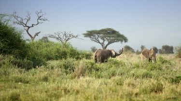 Questa Notte Parlami Dell Africa 2