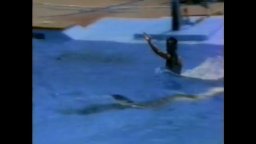 ¿Qué Le Pasó Al Rey De Los Delfines - Tráiler