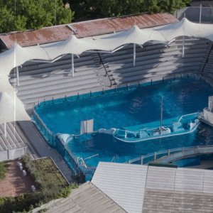 L'ultimo Re dei delfini: una sequenza del film