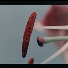 Svegliami a mezzanotte: un'immagine del film