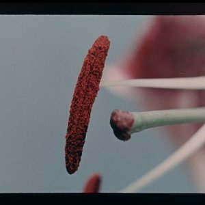 Svegliami a mezzanotte: un'immagine del film