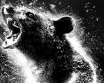 Cocaine Bear: il poster del film diretto da Elizabeth Banks ispira molti meme sui social media