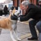 Hachiko di Lasse Hallström con Richard Gere torna al cinema solo il 13 dicembre con Lucky Red