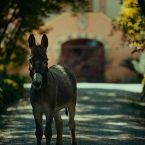 Eo: una sequenza del film