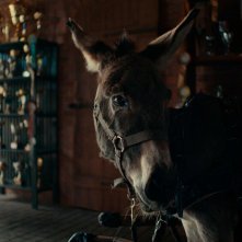 Eo: un'immagine del film