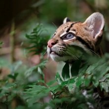 Wildcat: una foto del film