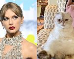 Taylor Swift e la sua gatta multimilionaria: perfino Olivia Benson è più ricca di noi