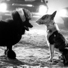 Frankenweenie: un'immagine del cortometraggio