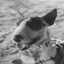 Frankenweenie: un'immagine