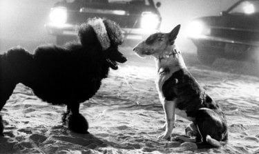 Frankenweenie Corto Scena Finale