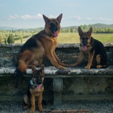 I milioni di Gunther: i cani protagonisti in una scena della docu-serie Netflix