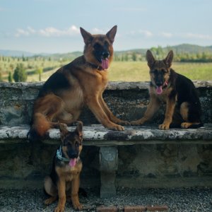 I milioni di Gunther: i cani protagonisti in una scena della docu-serie Netflix