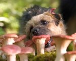 Doggy Style: il trailer del nuovo film con Will Ferrell e Jamie Foxx (VIDEO)