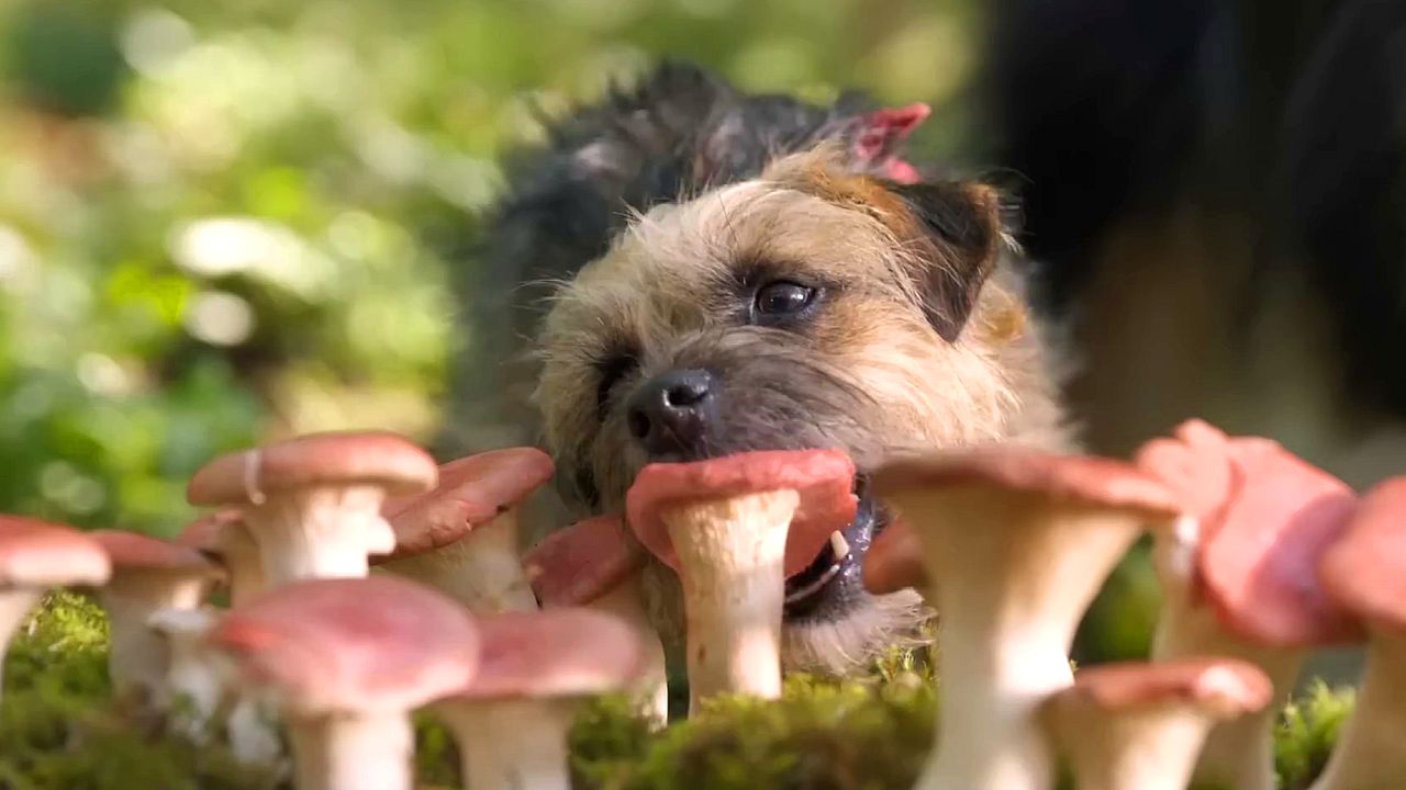 Doggy Style: il trailer del nuovo film con Will Ferrell e Jamie Foxx (VIDEO)