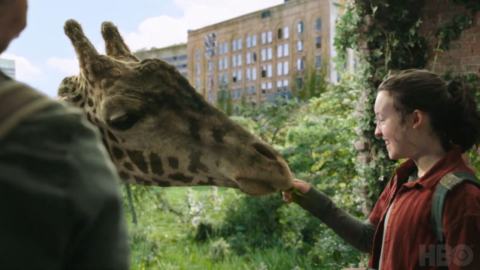 The Last of Us: nella scena dell'ospedale sono state utilizzate delle vere giraffe