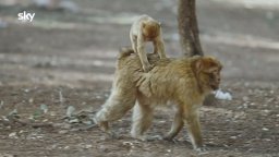 Quelle Brave Ragazze - Scimmie