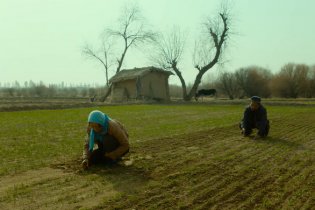 Terra E Polvere - Clip Germoglio