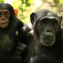 L'impero degli scimpanzé: una scena della docuserie