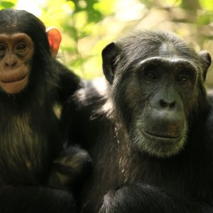 L'impero degli scimpanzé: una scena della docuserie