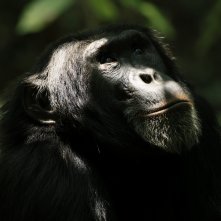 L'impero degli scimpanzé: un'immagine