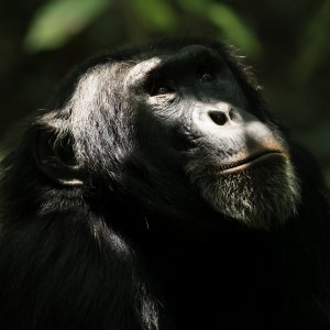 L'impero degli scimpanzé: un'immagine