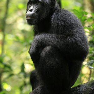 L'impero degli scimpanzé: un'immagine della docuserie