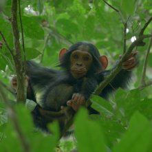 L'impero degli scimpanzé: uno scimpanzé nel suo habitat