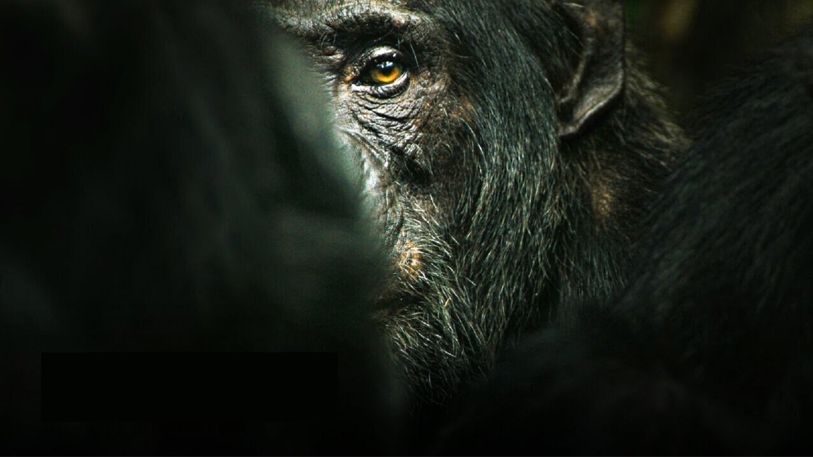 L'impero degli scimpanzé, su Netflix in streaming da oggi