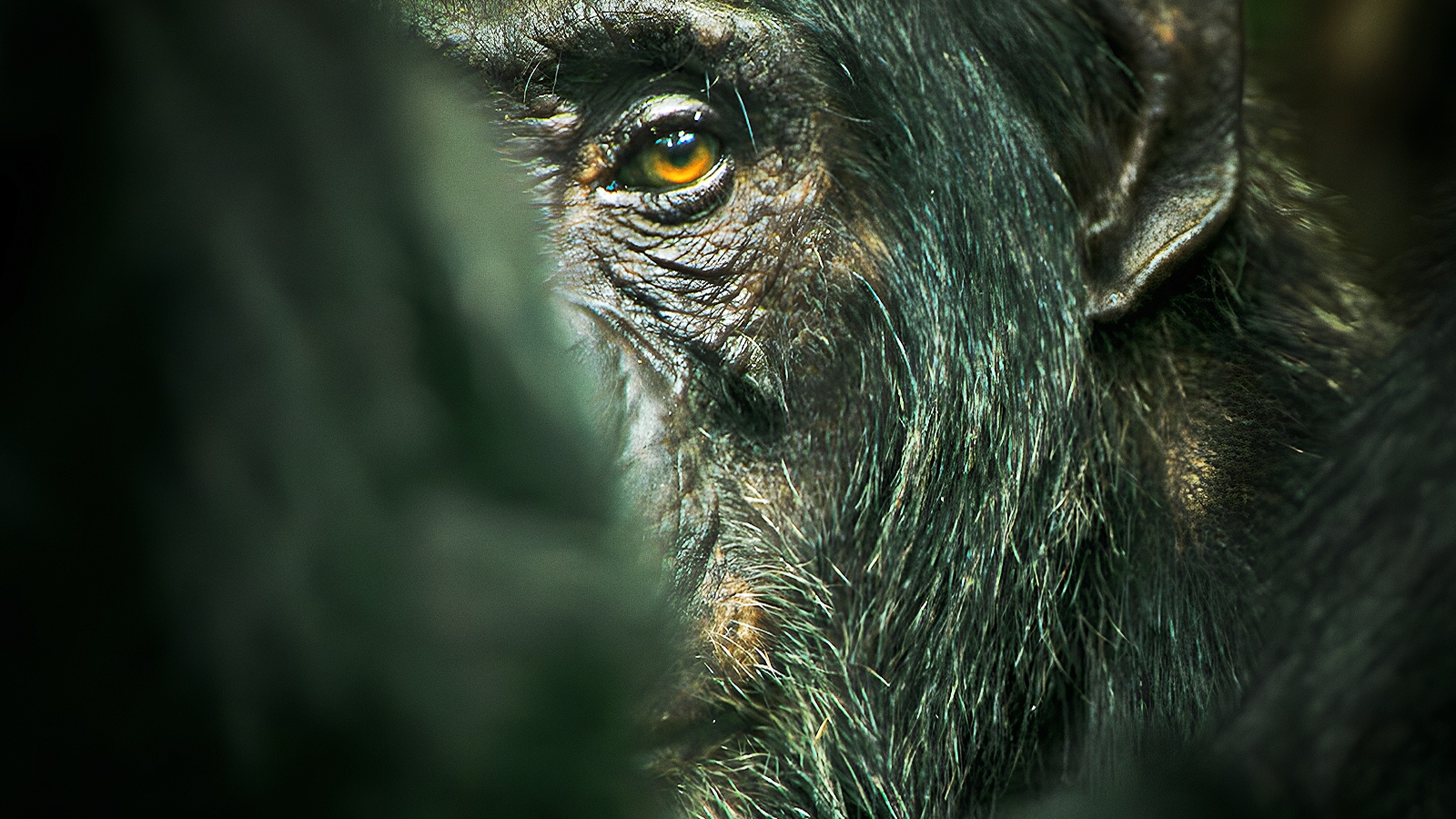 L'impero degli scimpanzé, la recensione: politica e legami familiari nella nuova docuserie di Netflix