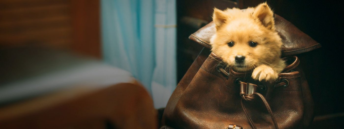 Hachiko, la recensione un remake cinese pieno di cuore Movieplayer.it