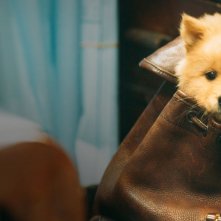 Hachiko: un frame del film