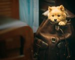 Far East Film Fest 2023, il programma di martedì: da Hachiko a Techno Brothers
