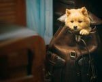 Far East Film Fest 2023, il programma di martedì: da Hachiko a Techno Brothers