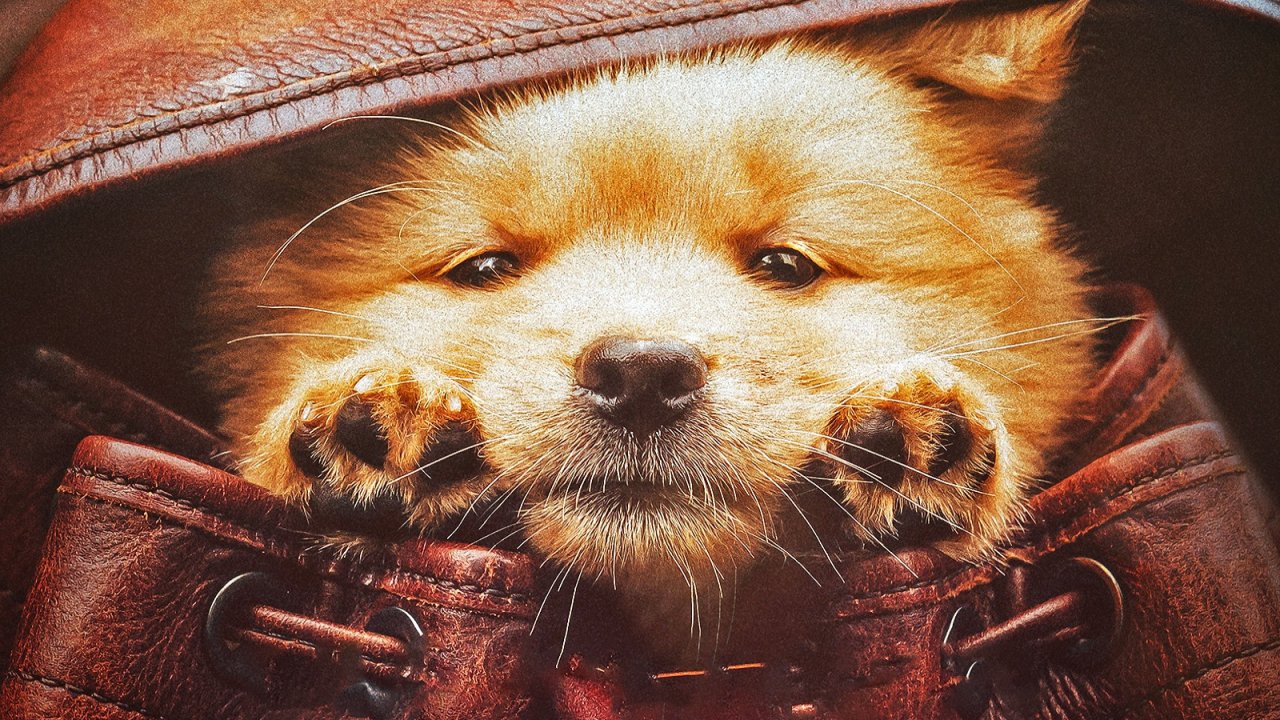 Hachiko, la recensione: un remake cinese pieno di cuore