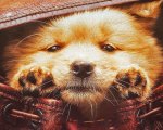 Hachiko, la recensione: un remake cinese pieno di cuore