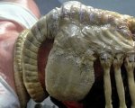 Alien: Fede Alvarez celebra l'Alien Day anticipando il ritorno dei Facehugger nel suo reboot
