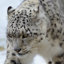 La pantera delle nevi: un'immagine del film